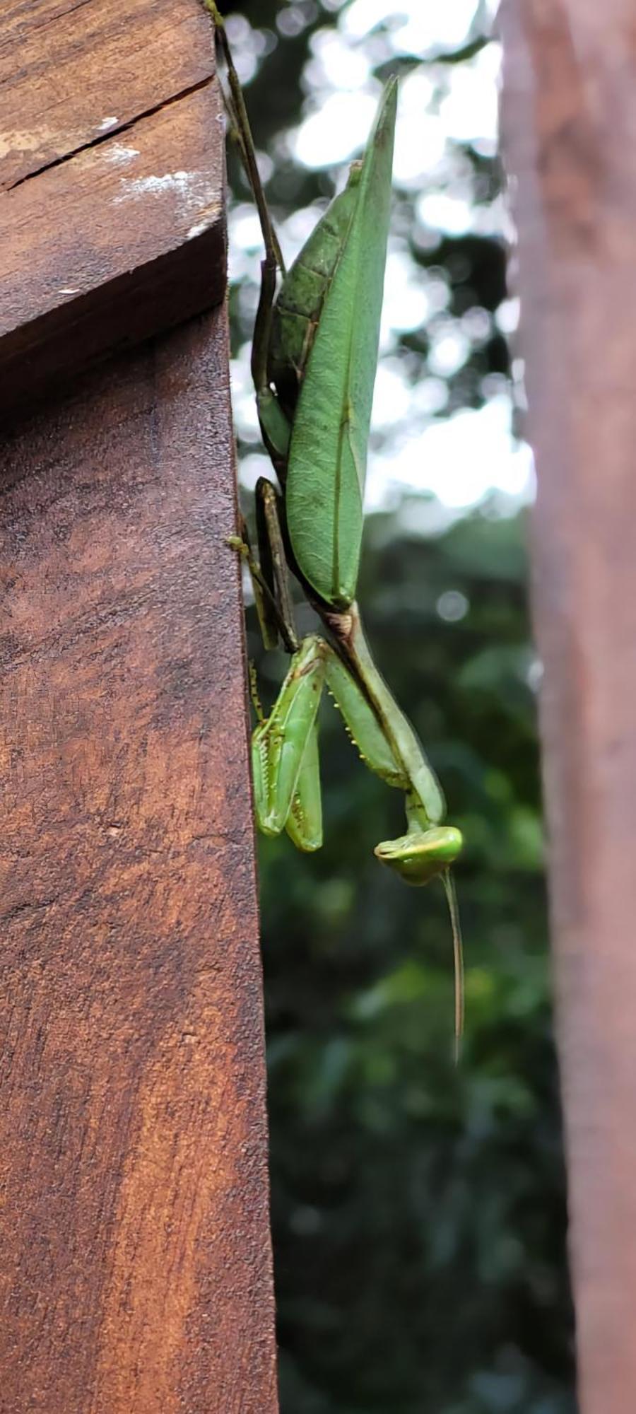 Lion King Jungle Cabanas Sigiriya Ngoại thất bức ảnh